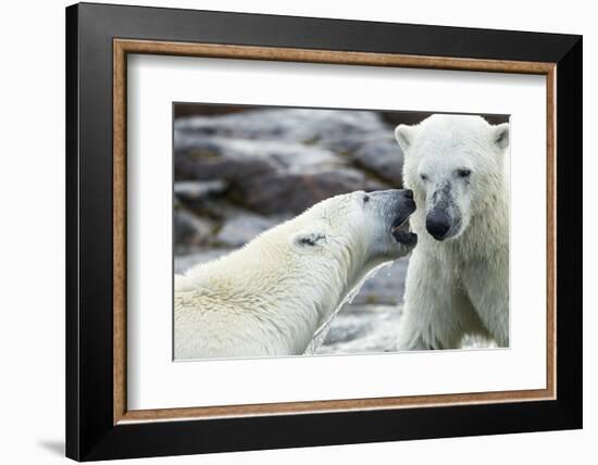 Polar Bears Sparring on Harbour Islands, Hudson Bay, Nunavut, Canada-Paul Souders-Framed Photographic Print