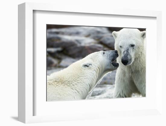 Polar Bears Sparring on Harbour Islands, Hudson Bay, Nunavut, Canada-Paul Souders-Framed Photographic Print