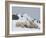 Polar Bears (Ursus Maritimus), Churchill, Hudson Bay, Manitoba, Canada-Thorsten Milse-Framed Photographic Print