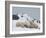 Polar Bears (Ursus Maritimus), Churchill, Hudson Bay, Manitoba, Canada-Thorsten Milse-Framed Photographic Print