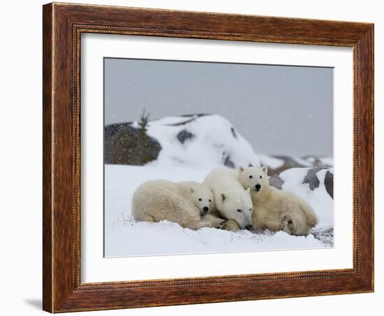 Polar Bears (Ursus Maritimus), Churchill, Hudson Bay, Manitoba, Canada-Thorsten Milse-Framed Photographic Print