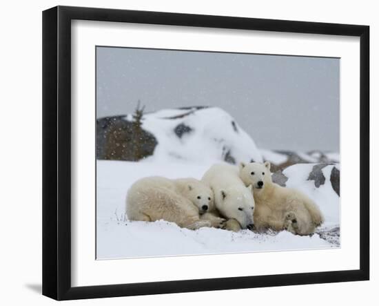 Polar Bears (Ursus Maritimus), Churchill, Hudson Bay, Manitoba, Canada-Thorsten Milse-Framed Photographic Print