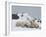 Polar Bears (Ursus Maritimus), Churchill, Hudson Bay, Manitoba, Canada-Thorsten Milse-Framed Photographic Print