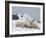 Polar Bears (Ursus Maritimus), Churchill, Hudson Bay, Manitoba, Canada-Thorsten Milse-Framed Photographic Print