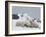 Polar Bears (Ursus Maritimus), Churchill, Hudson Bay, Manitoba, Canada-Thorsten Milse-Framed Photographic Print