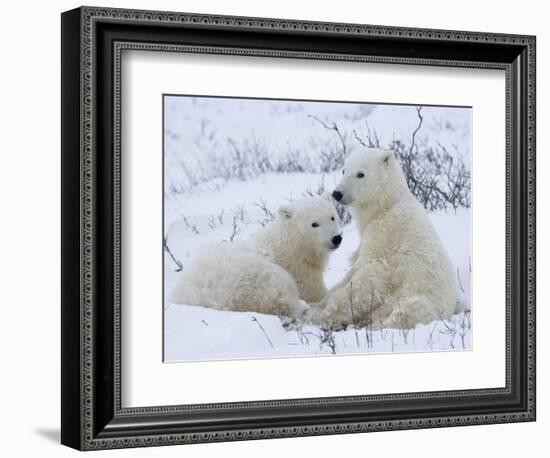 Polar Bears (Ursus Maritimus), Churchill, Hudson Bay, Manitoba, Canada-Thorsten Milse-Framed Photographic Print