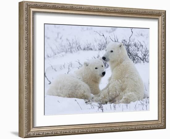 Polar Bears (Ursus Maritimus), Churchill, Hudson Bay, Manitoba, Canada-Thorsten Milse-Framed Photographic Print