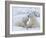 Polar Bears (Ursus Maritimus), Churchill, Hudson Bay, Manitoba, Canada-Thorsten Milse-Framed Photographic Print