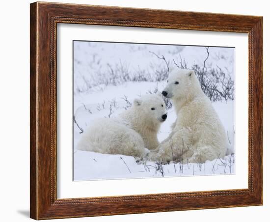 Polar Bears (Ursus Maritimus), Churchill, Hudson Bay, Manitoba, Canada-Thorsten Milse-Framed Photographic Print