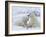 Polar Bears (Ursus Maritimus), Churchill, Hudson Bay, Manitoba, Canada-Thorsten Milse-Framed Photographic Print