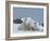 Polar Bears (Ursus Maritimus), Churchill, Hudson Bay, Manitoba, Canada-Thorsten Milse-Framed Photographic Print