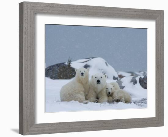 Polar Bears (Ursus Maritimus), Churchill, Hudson Bay, Manitoba, Canada-Thorsten Milse-Framed Photographic Print