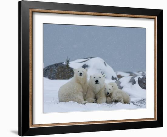 Polar Bears (Ursus Maritimus), Churchill, Hudson Bay, Manitoba, Canada-Thorsten Milse-Framed Photographic Print