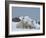 Polar Bears (Ursus Maritimus), Churchill, Hudson Bay, Manitoba, Canada-Thorsten Milse-Framed Photographic Print