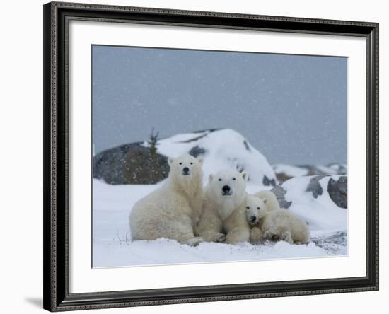 Polar Bears (Ursus Maritimus), Churchill, Hudson Bay, Manitoba, Canada-Thorsten Milse-Framed Photographic Print