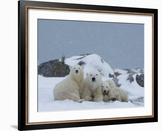 Polar Bears (Ursus Maritimus), Churchill, Hudson Bay, Manitoba, Canada-Thorsten Milse-Framed Photographic Print