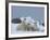 Polar Bears (Ursus Maritimus), Churchill, Hudson Bay, Manitoba, Canada-Thorsten Milse-Framed Photographic Print