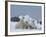 Polar Bears (Ursus Maritimus), Churchill, Hudson Bay, Manitoba, Canada-Thorsten Milse-Framed Photographic Print