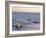 Polar Bears (Ursus Maritimus), Churchill, Hudson Bay, Manitoba, Canada-Thorsten Milse-Framed Photographic Print