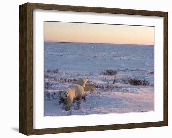 Polar Bears (Ursus Maritimus), Churchill, Hudson Bay, Manitoba, Canada-Thorsten Milse-Framed Photographic Print