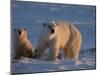 Polar Bears (Ursus Maritimus), Churchill, Hudson Bay, Manitoba, Canada-Thorsten Milse-Mounted Photographic Print
