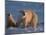 Polar Bears (Ursus Maritimus), Churchill, Hudson Bay, Manitoba, Canada-Thorsten Milse-Mounted Photographic Print