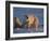 Polar Bears (Ursus Maritimus), Churchill, Hudson Bay, Manitoba, Canada-Thorsten Milse-Framed Photographic Print