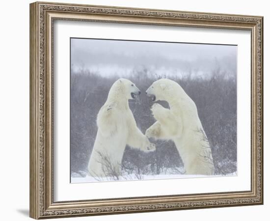 Polar Bears (Ursus Maritimus), Churchill, Hudson Bay, Manitoba, Canada-Thorsten Milse-Framed Photographic Print