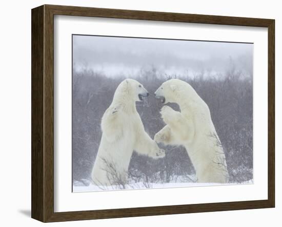 Polar Bears (Ursus Maritimus), Churchill, Hudson Bay, Manitoba, Canada-Thorsten Milse-Framed Photographic Print