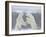 Polar Bears (Ursus Maritimus), Churchill, Hudson Bay, Manitoba, Canada-Thorsten Milse-Framed Photographic Print