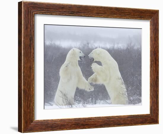 Polar Bears (Ursus Maritimus), Churchill, Hudson Bay, Manitoba, Canada-Thorsten Milse-Framed Photographic Print