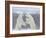 Polar Bears (Ursus Maritimus), Churchill, Hudson Bay, Manitoba, Canada-Thorsten Milse-Framed Photographic Print