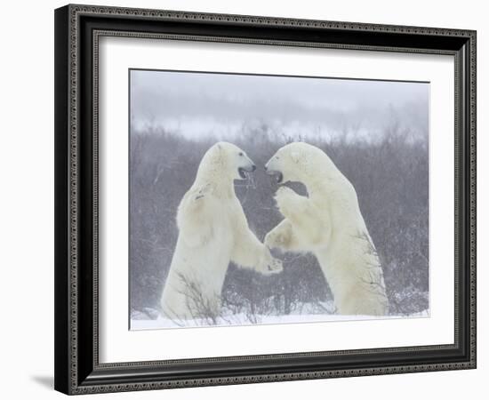 Polar Bears (Ursus Maritimus), Churchill, Hudson Bay, Manitoba, Canada-Thorsten Milse-Framed Photographic Print