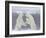 Polar Bears (Ursus Maritimus), Churchill, Hudson Bay, Manitoba, Canada-Thorsten Milse-Framed Photographic Print