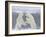 Polar Bears (Ursus Maritimus), Churchill, Hudson Bay, Manitoba, Canada-Thorsten Milse-Framed Photographic Print