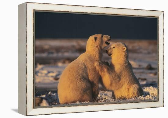 Polar Bears-Doug Allan-Framed Premier Image Canvas