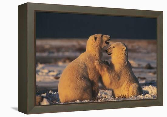 Polar Bears-Doug Allan-Framed Premier Image Canvas