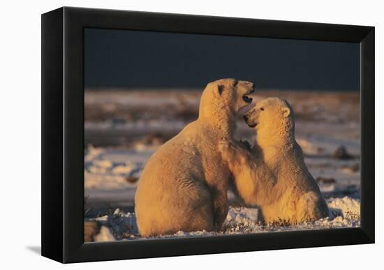 Polar Bears-Doug Allan-Framed Premier Image Canvas