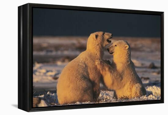 Polar Bears-Doug Allan-Framed Premier Image Canvas