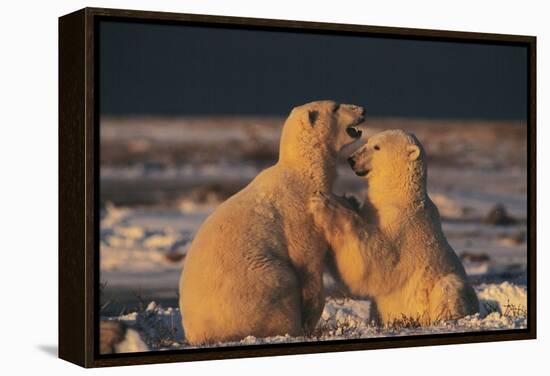 Polar Bears-Doug Allan-Framed Premier Image Canvas