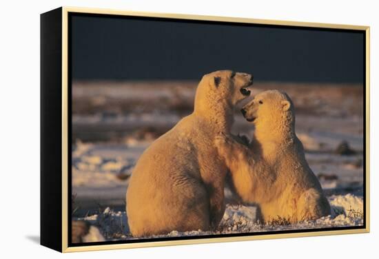 Polar Bears-Doug Allan-Framed Premier Image Canvas