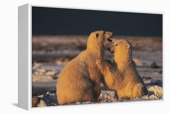 Polar Bears-Doug Allan-Framed Premier Image Canvas