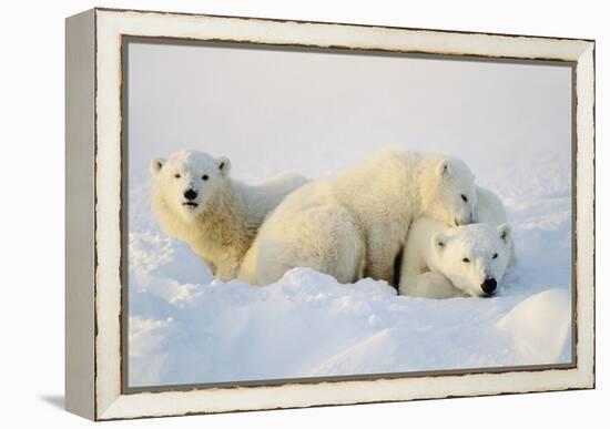 Polar Bears-null-Framed Premier Image Canvas