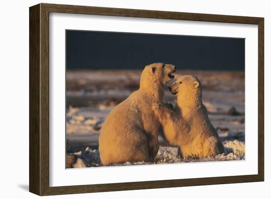 Polar Bears-Doug Allan-Framed Photographic Print