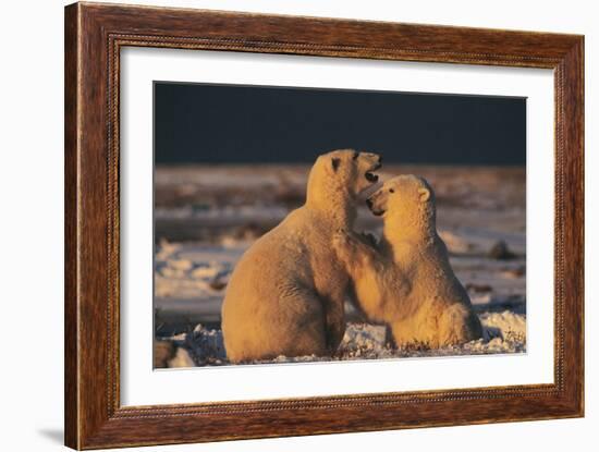 Polar Bears-Doug Allan-Framed Photographic Print
