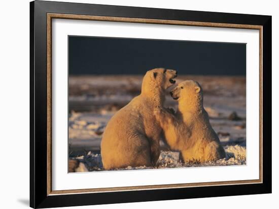 Polar Bears-Doug Allan-Framed Photographic Print