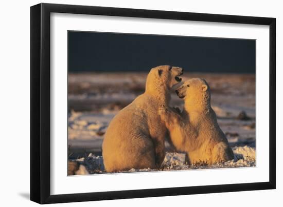 Polar Bears-Doug Allan-Framed Photographic Print