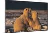 Polar Bears-Doug Allan-Mounted Photographic Print