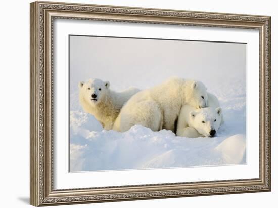 Polar Bears-null-Framed Photographic Print