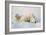 Polar Bears-null-Framed Photographic Print